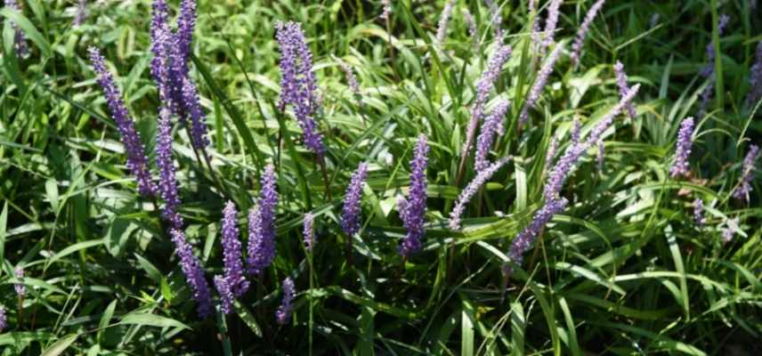 liriope en pot, cultiver liriope en pot, plantation liriope pot, culture liriope pot