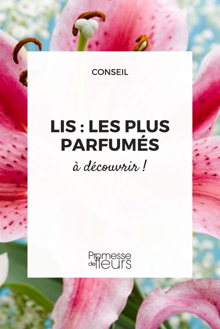 lis lys liliim très parfumés