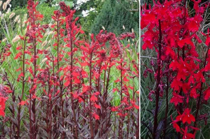 vivace a fleurs rouges, vivaces rouges, vivaces floraison rouge, longue floraison rouge