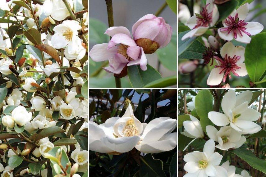 Magnoliers