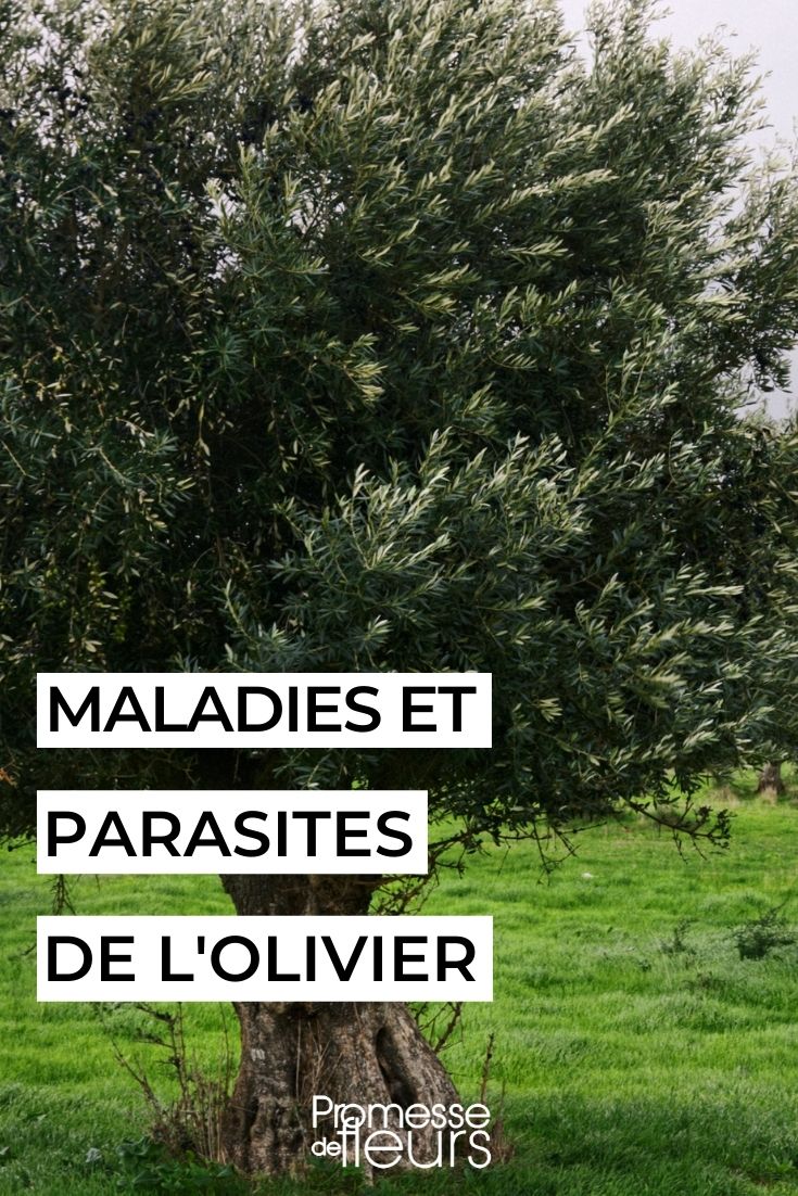 Maladies et parasites de l'olivier
