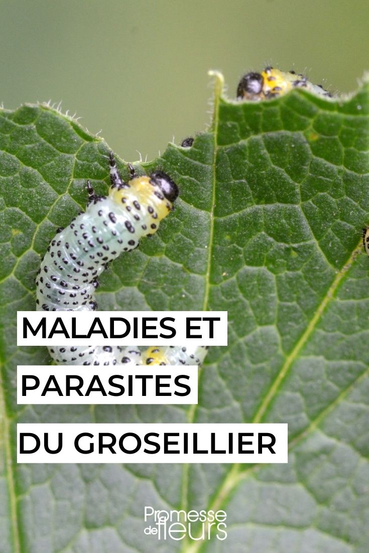 Maladies et parasites du groseillier