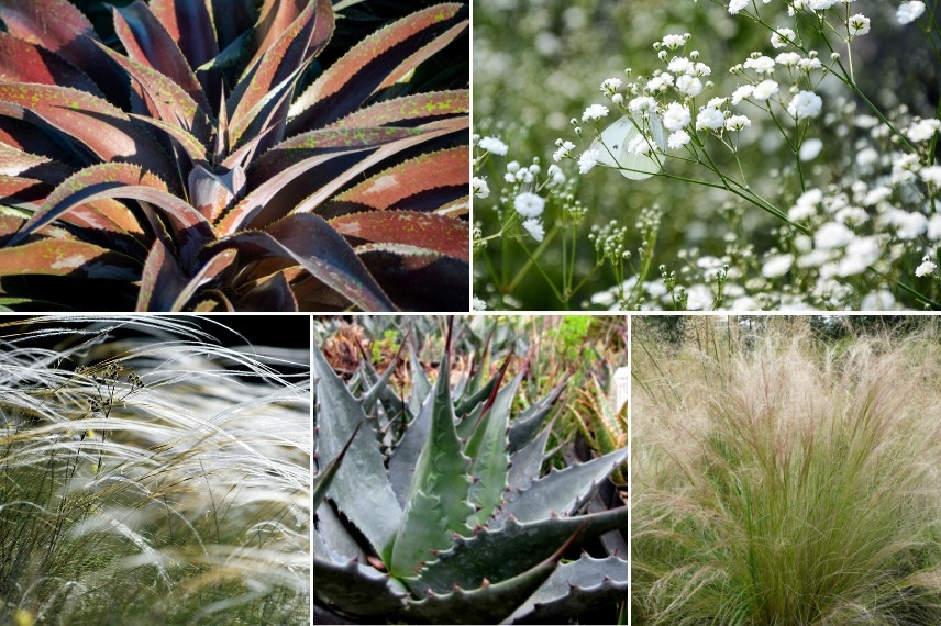 Associer le mangave : avec des graminées et floraisons vaporeuses