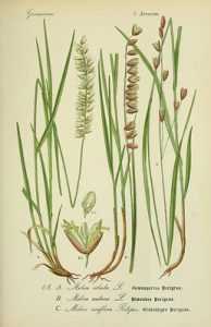 Melica, Melica ciliata, graminée sauvage