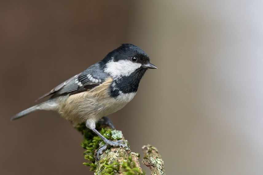 accueillir les mesanges au jardin, mésanges différences, mésanges les reconnaitre, mésange jardin