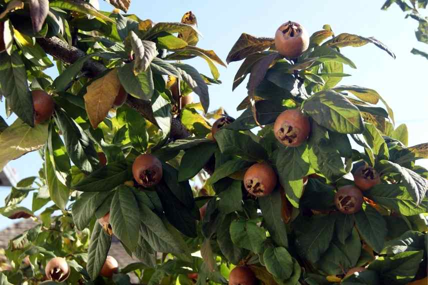 arbre fruitier sol lourd argileux, arbuste fruitier sol lourd argileux, fruitier quel type de sol, quel fruitier pour sol lourd, quel fruitier sol argileux