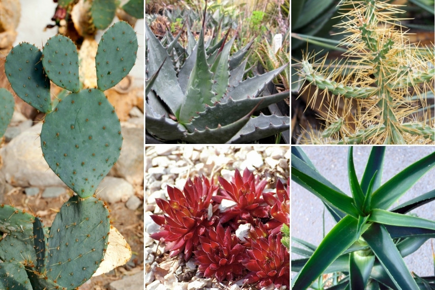 Associer les Opuntia (cactus-raquette) : avec d'autres cactus et plantes grasses