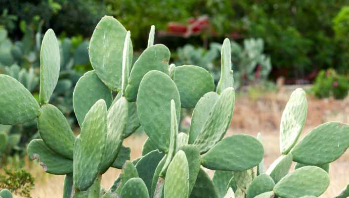 Associer les Opuntia