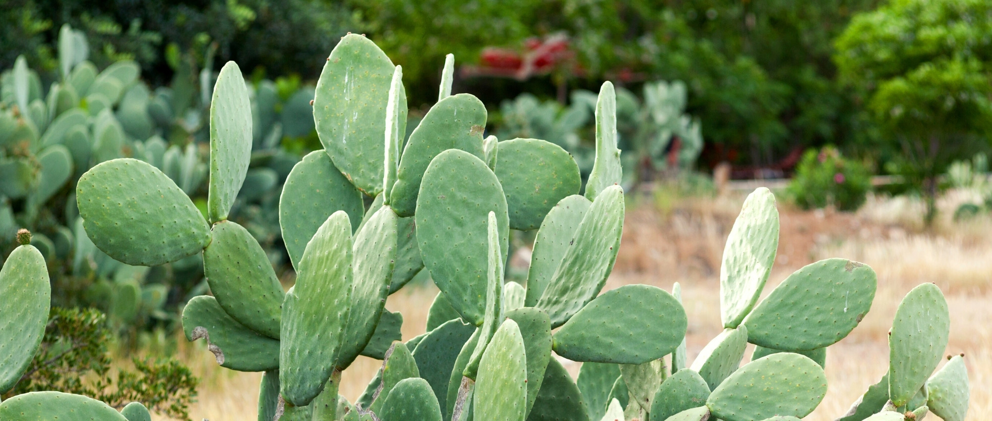 Associer les Opuntia