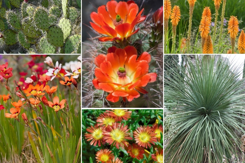 Associer les Opuntia (cactus-raquette) : dans un jardin aride aux tons chauds