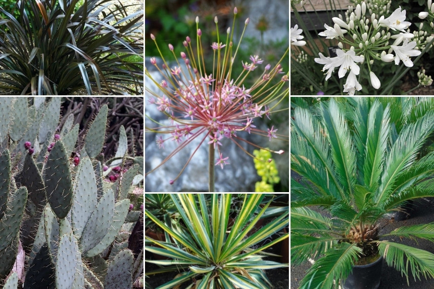 Associer les Opuntia (cactus-raquette) : dans un jardin exotique et graphique