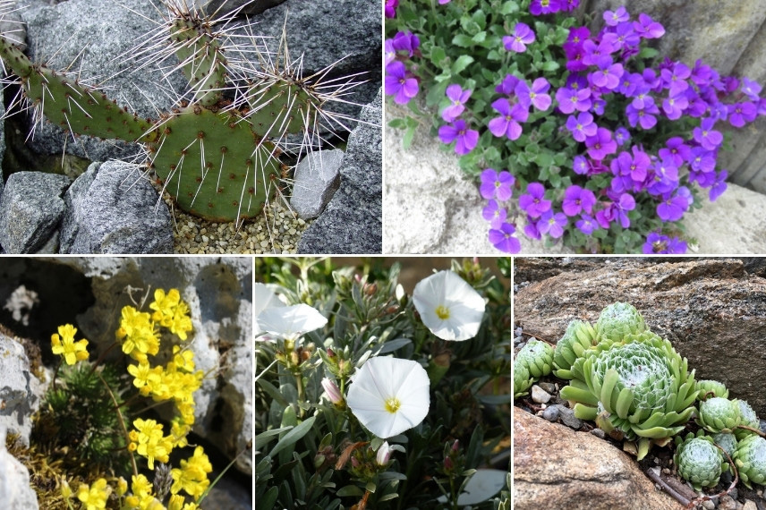 Associer les Opuntia (cactus-raquette) : dans une rocaille fleurie