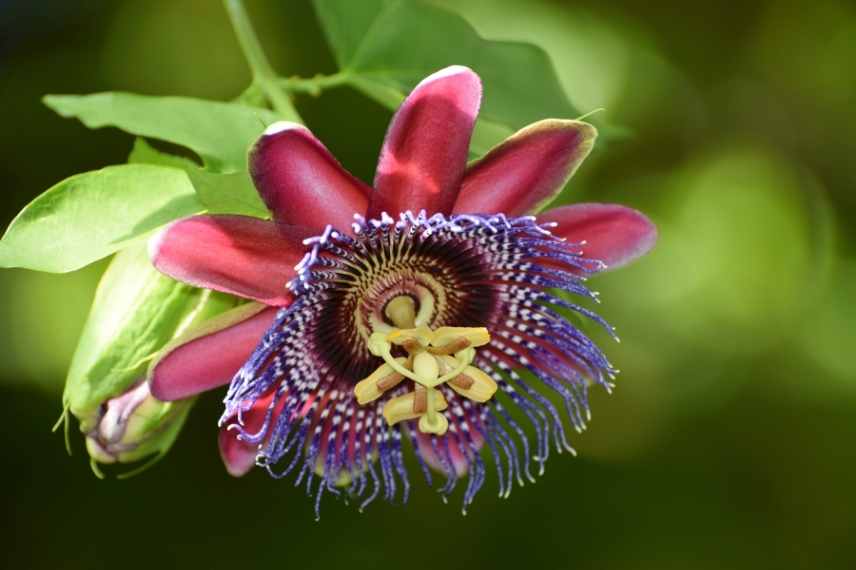 grimpante fleurs rouges, grimpante rouge, grimpante floraison rouge, plante grimpante rouge