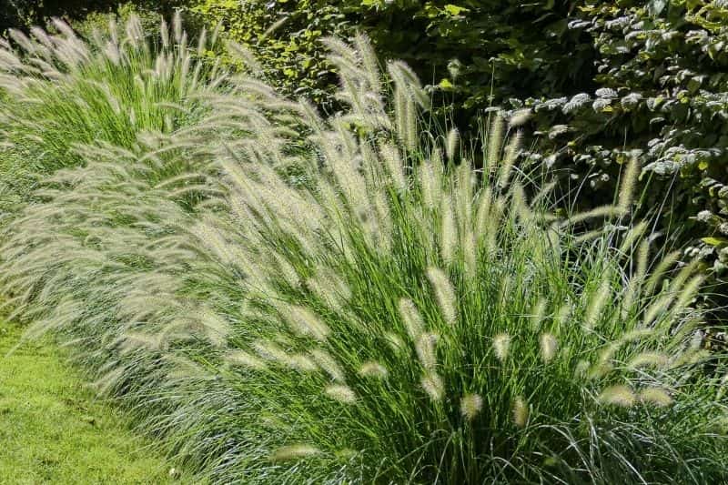 Tailler un Pennisetum : quand et comment ?