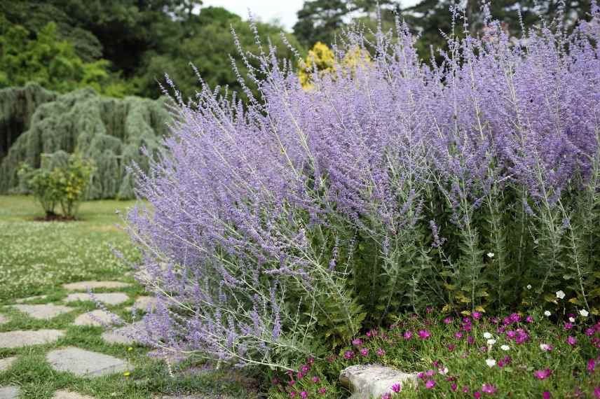 Arbustes demarrage tardif printemps,arbustes debourrement tardif, arbuste ne reprend pas