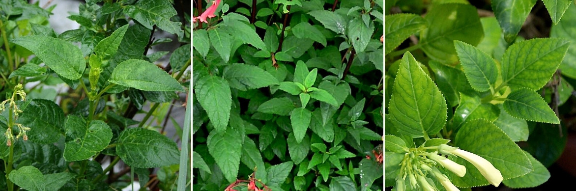 Les feuilles du Phygelius, Fuchsia du Cap