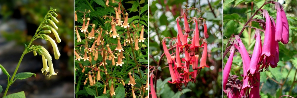 Les fleurs du Phygelius, Fuchsia du Cap