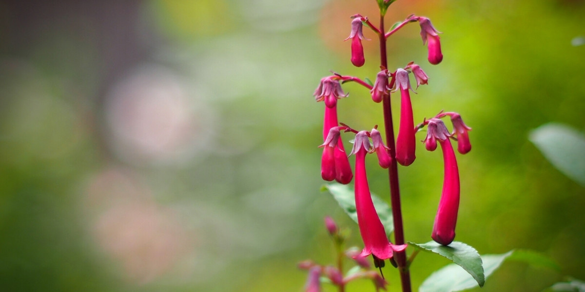 La floraison du Phygelius, Fuchsia du Cap