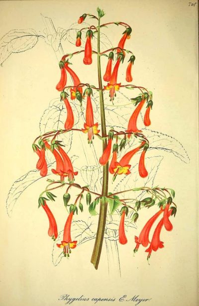 Planche botanique représentant le Phygelius, Fuchsia du Cap