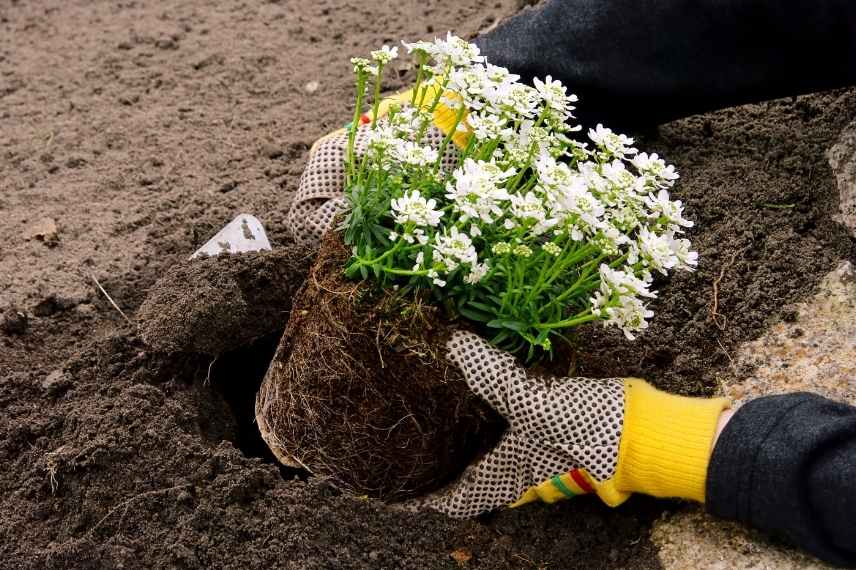 conseils plantation, idees reçues sur la plantation, plantation fausses bonnes idées