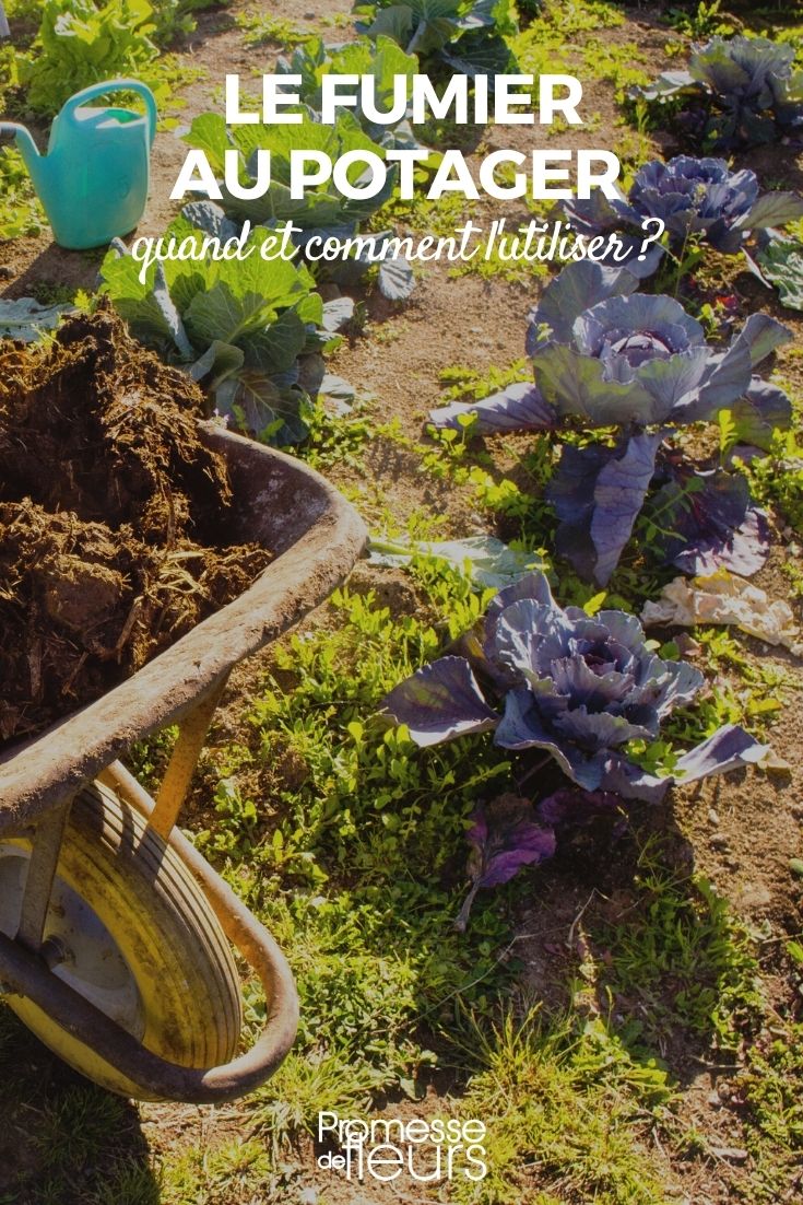 utilisation du fumier jardin potager