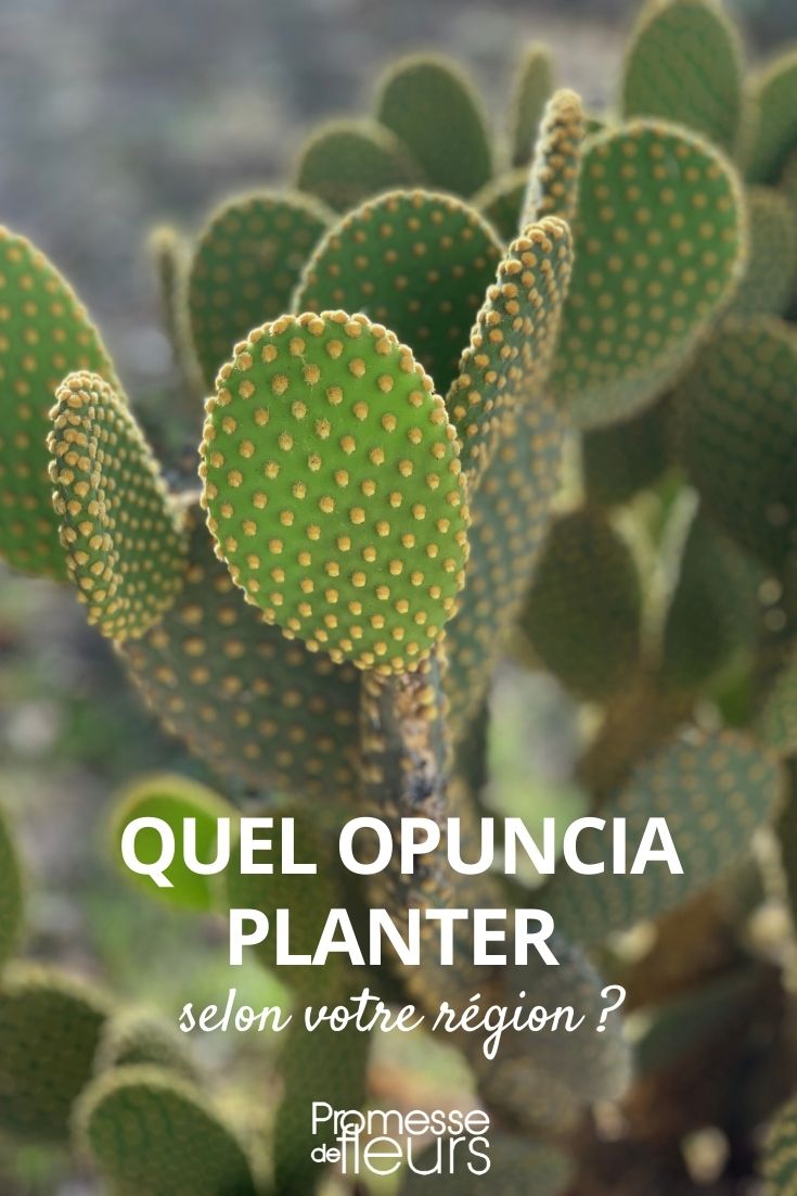 culture opuntia suivant climat région