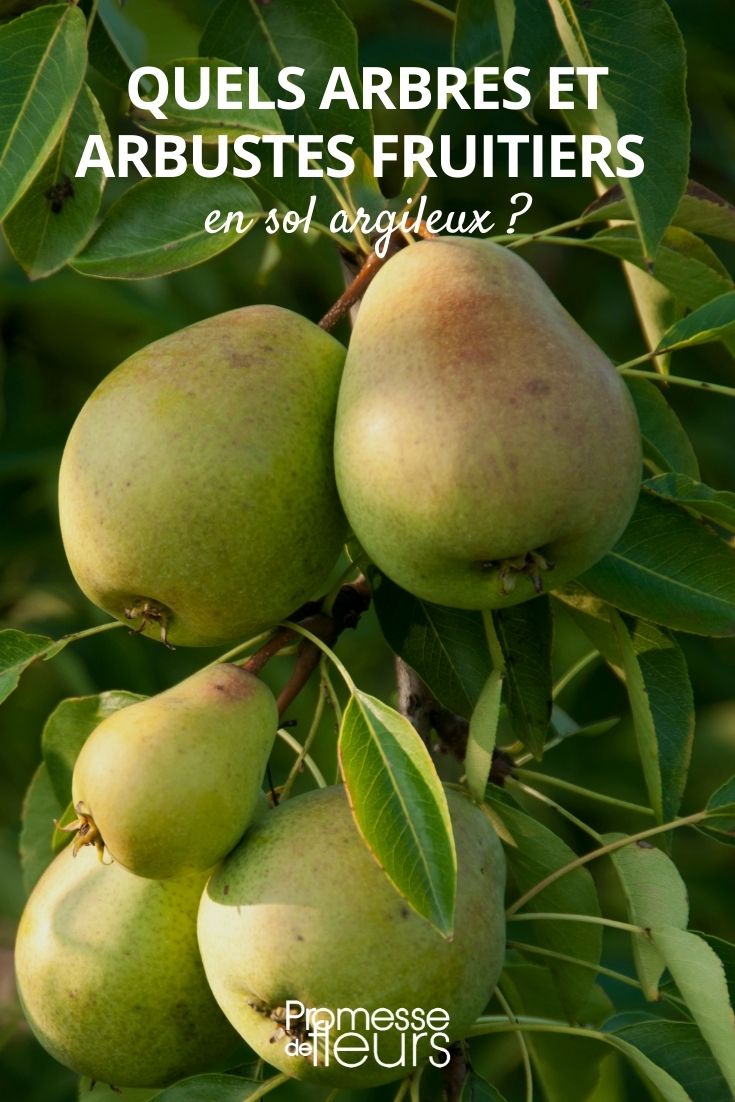 Comment hiverniser vos arbres  Pépinière aux Arbres Fruitiers