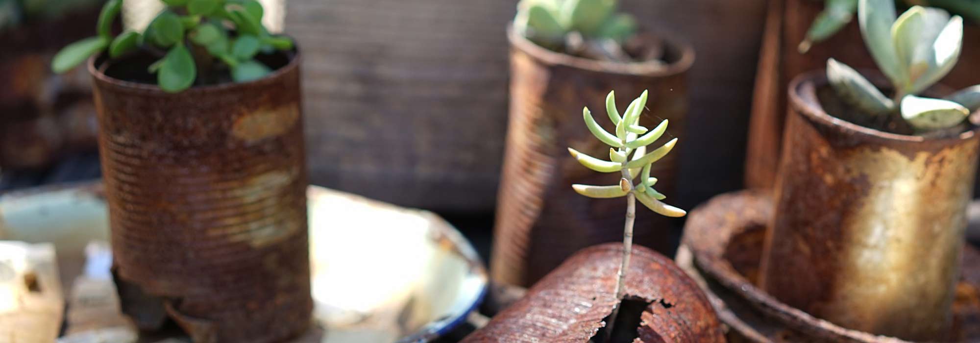 Recyclage : Créer des mini-jardins dans des pots cassés