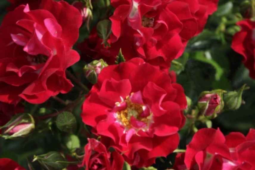 grimpante fleurs rouges, grimpante rouge, grimpante floraison rouge, plante grimpante rouge