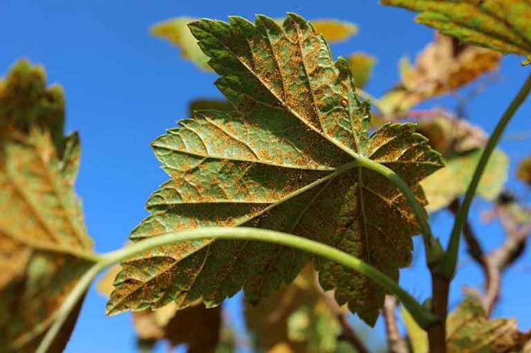 Cassissier : maladies et parasites - Promesse de Fleurs
