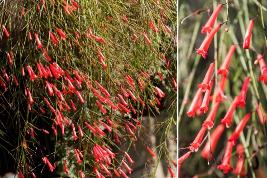 vivace a fleurs rouges, vivaces rouges, vivaces floraison rouge, longue floraison rouge