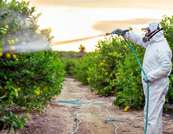 Pesticides : quels sont les fruits et légumes les plus traités ?