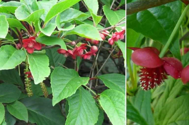 8 grimpantes à fleurs rouges Promesse de Fleurs — free download