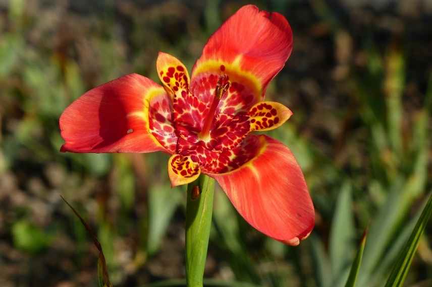 Bulbe d'été fleur rouge, floraison rouge bulbe été, fleur rouge été bulbeuse