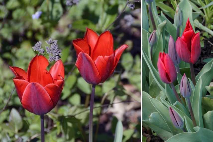 Bulbes de printemps a fleurs rouges