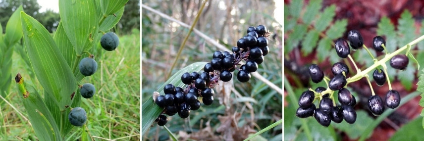 Vivaces à fruits décoratifs noirs