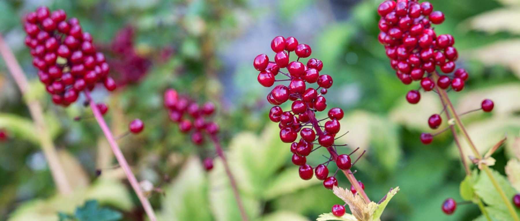 Les plus belles vivaces à fruits décoratifs