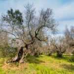 Xylella fastidiosa : une bactérie mortelle pour de nombreux végétaux !