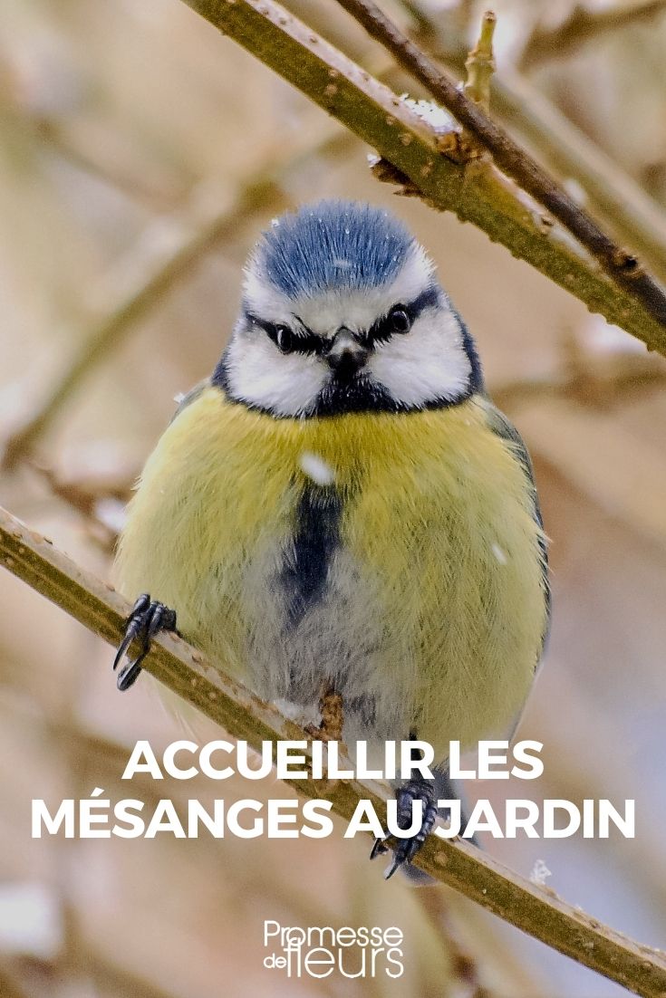 accueillir les mésanges au jardin