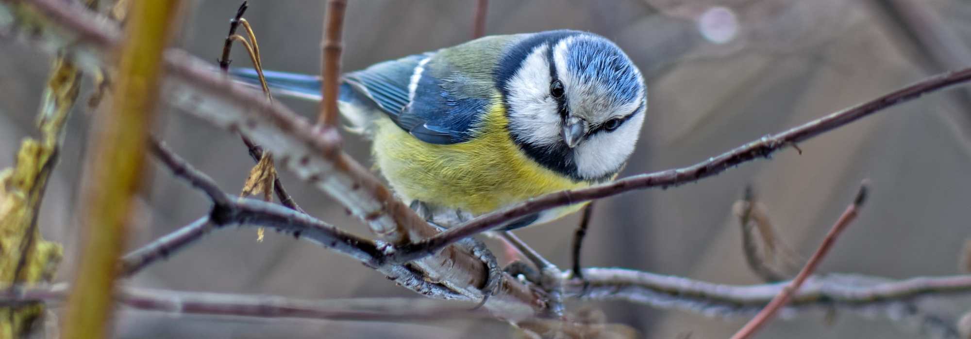 Accueillir les mésanges au jardin