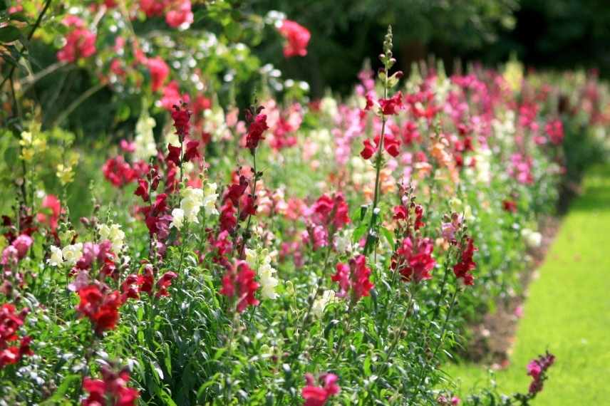 conseils aménagement jardin rose, jardin rose, idées aménagement jardin rose, aménager un jardin rose, jardin monochrome rose