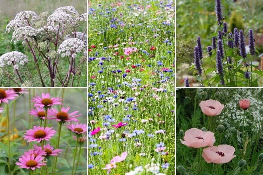 Associer l'Angélique : dans un jardin naturel