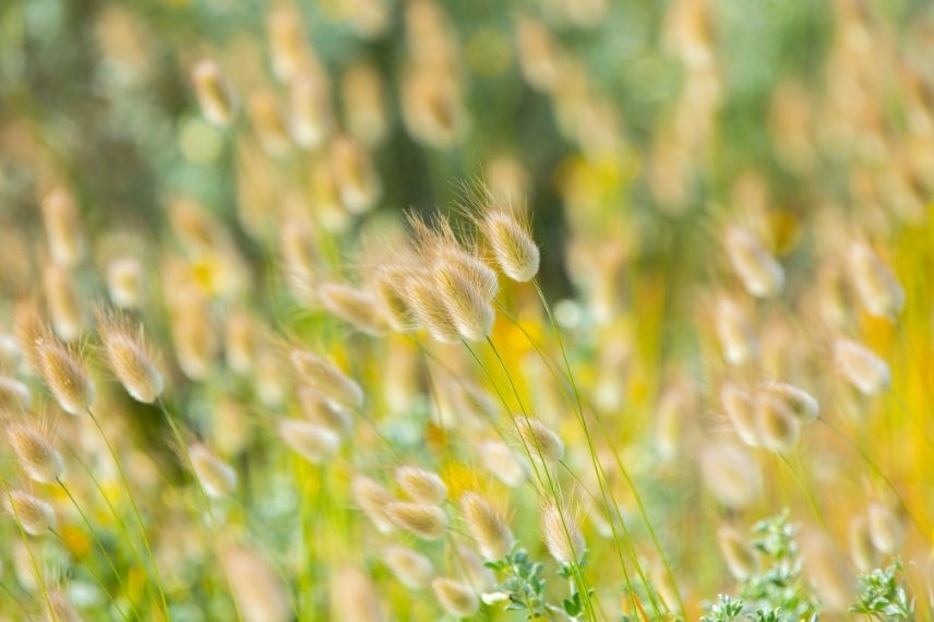 queue de lièvre sol sec, gros minet, bunny tails