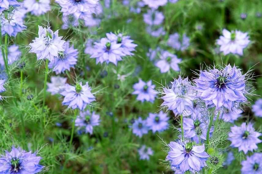 nigelle de damas sol sec