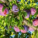 Quels arbres et arbustes fruitiers planter dans un sol argileux ?