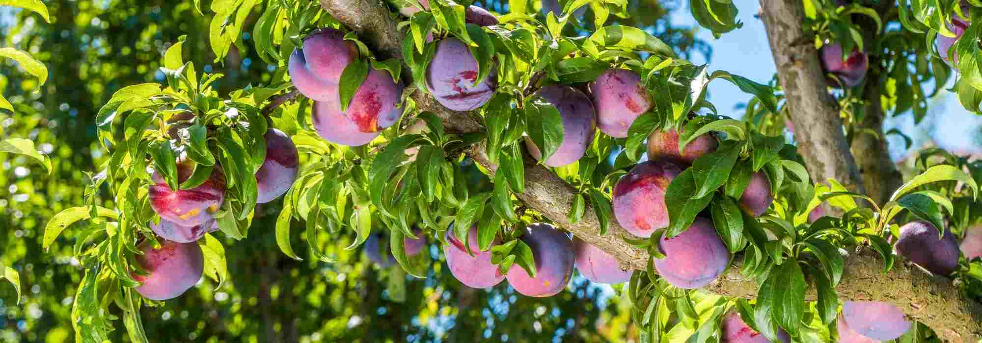 Quels arbres et arbustes fruitiers planter dans un sol argileux ?