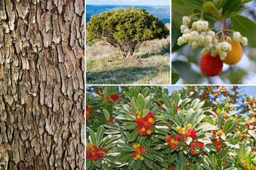 bel arbre arbousier, arbousier beau toute l'année, arbouse 