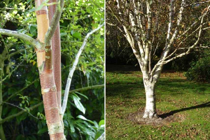 bel arbre bouleau, bouleau beau toute l'année