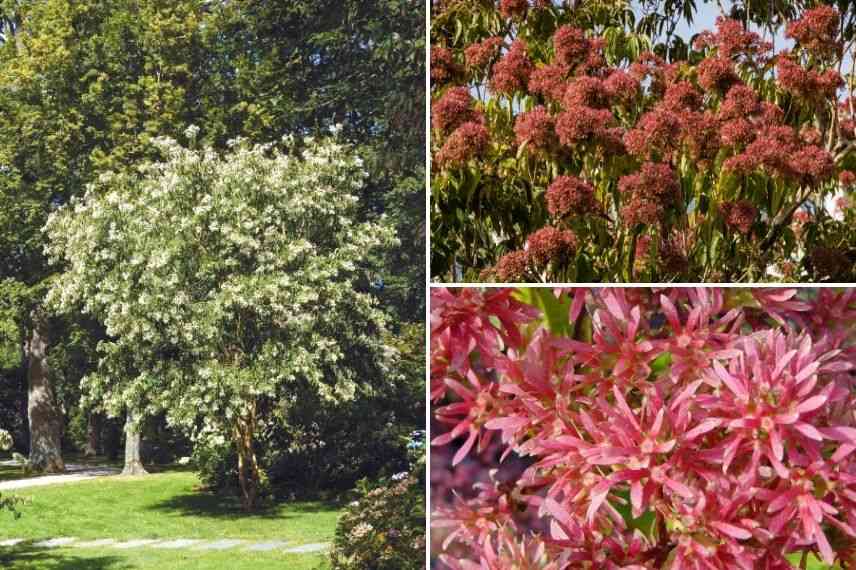 bel arbre heptacodium de Chine, heptacodion à fleurs de Miconia, sept fleurs du Zhejiang, fleurs des sept fils de Zhejiang