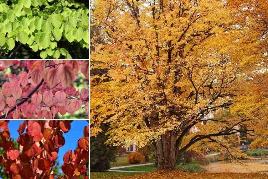 arbre au caramel feuille, feuille odeur de caramel, arbre feuille odorante, arbre feuille parfumée